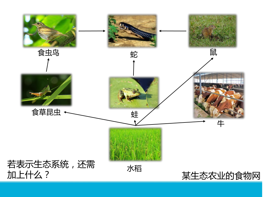 生态系统的能量流动教学课件2021届高考一轮复习生物.pptx_第3页