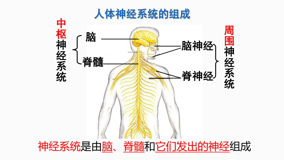 生物中考复习课件：人体生命活动的调节 .pptx_第2页