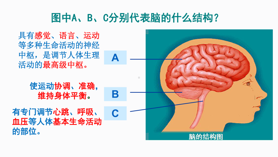 生物中考复习课件：人体生命活动的调节 .pptx_第3页