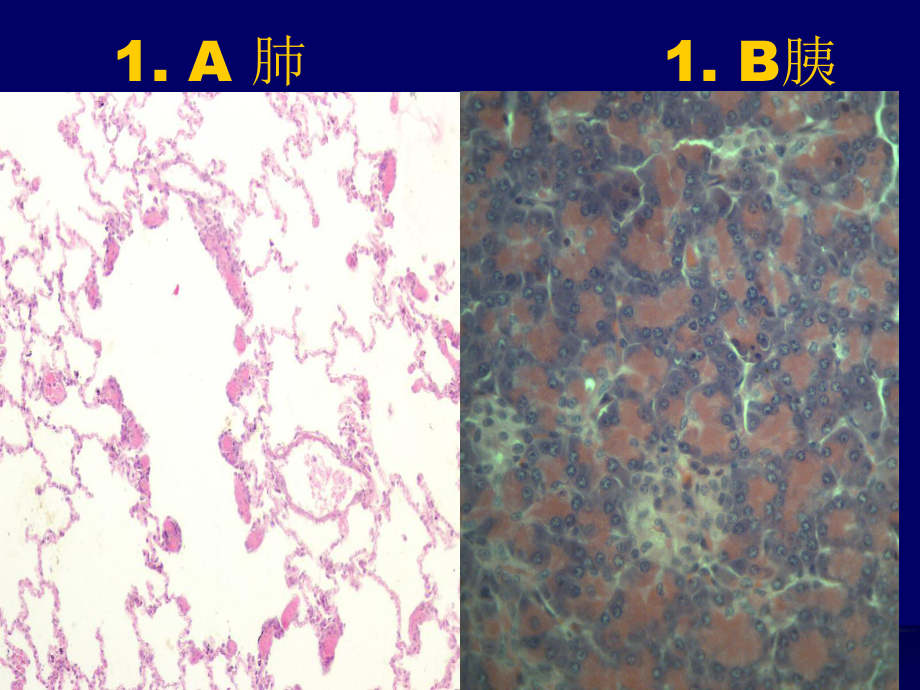 泰山医学院组胚切片考试课件.ppt_第2页