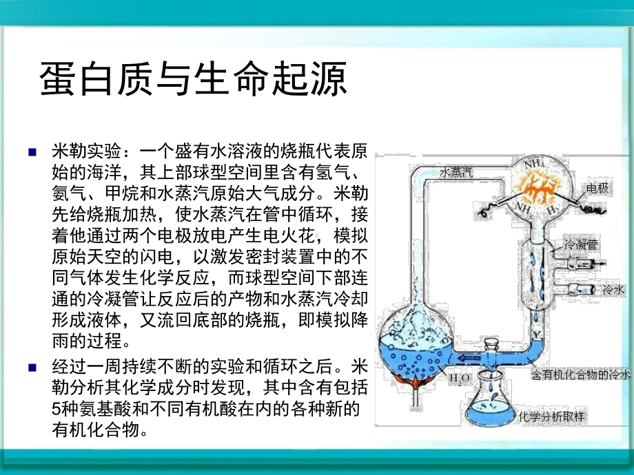 烹饪营养学：蛋白质课件.ppt_第3页