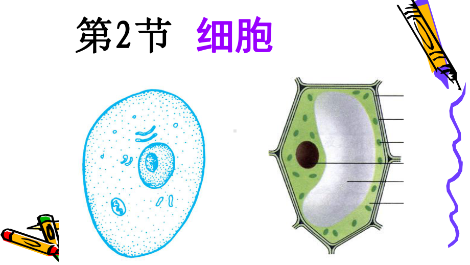 浙教版七年级科学上册第二章2细胞优 质课课件.pptx_第3页