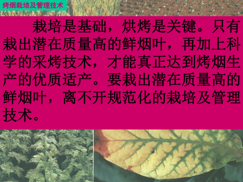 烤烟栽培及管理技术培训教材课件.ppt_第2页