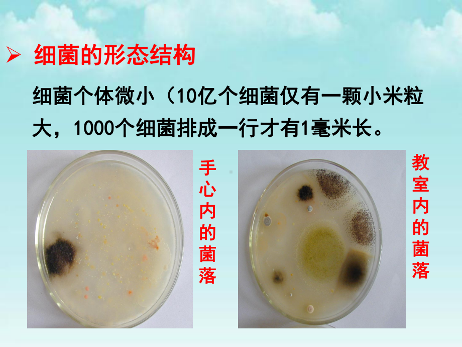 济南版七年级生物上册课件 232 细菌.ppt_第2页