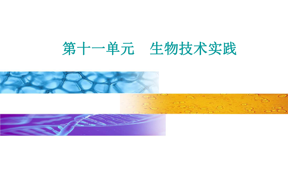 生物高考总复习(选择性考试) 微生物的培养与应用课件.ppt_第1页