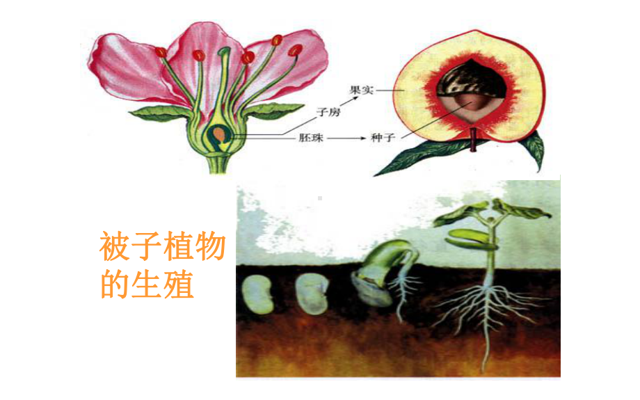 生物的生殖和发育` 优秀课件.pptx_第3页