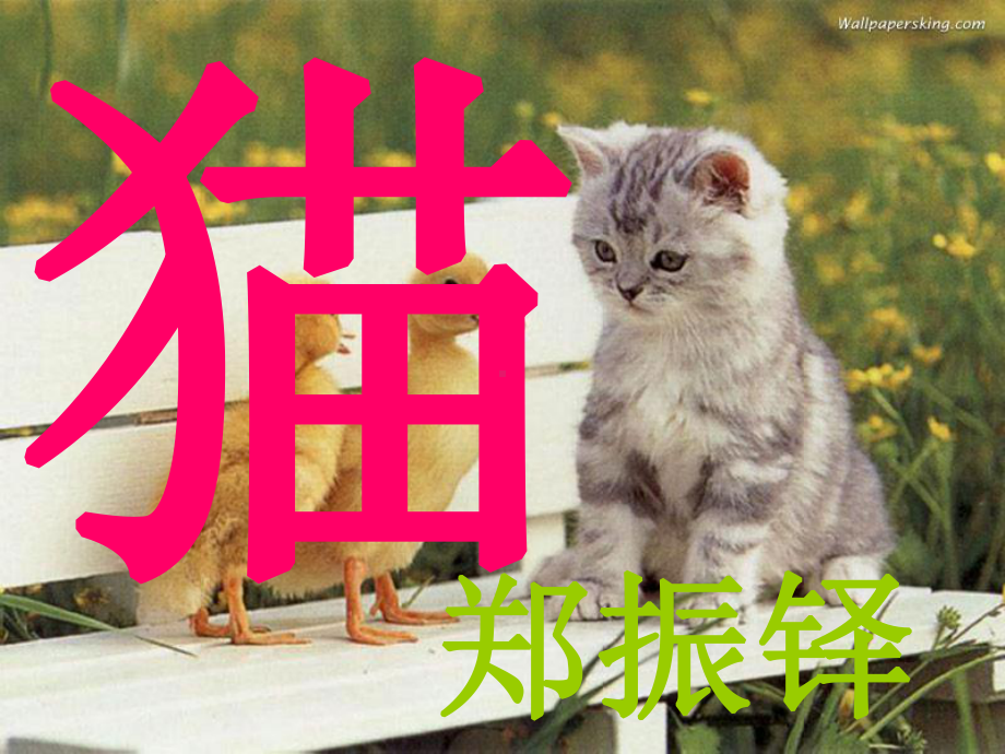 猫 省优获奖课件.ppt_第1页