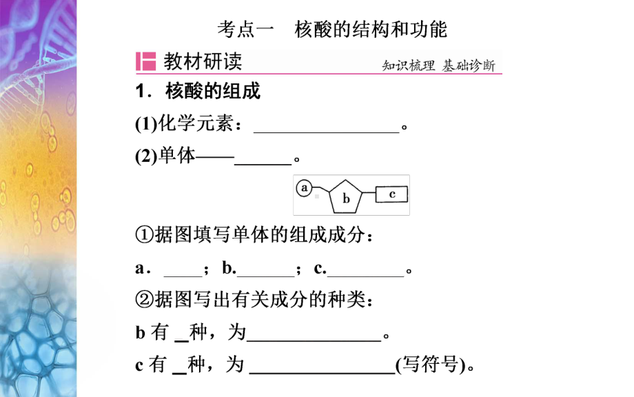 生物高考总复习(选择性考试) 核酸、糖类和脂质课件.ppt_第3页