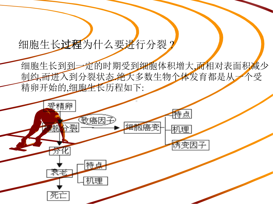 生物高中必修1第六章第二节课件2.ppt_第2页