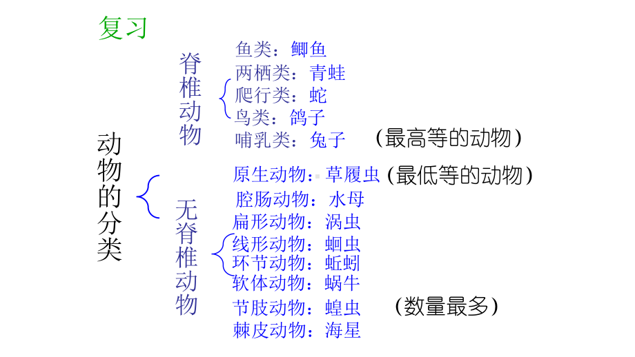 浙教版七年级科学上册第二章5常见的植物优质课件.pptx_第3页