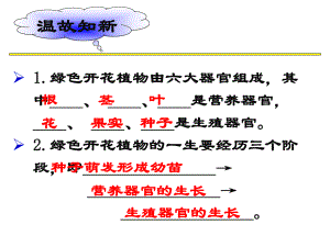 生殖器官的生长优秀课件.pptx