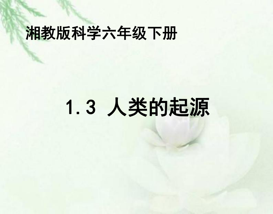 湘教版科学六下13《人类的起源》课件1.ppt_第1页