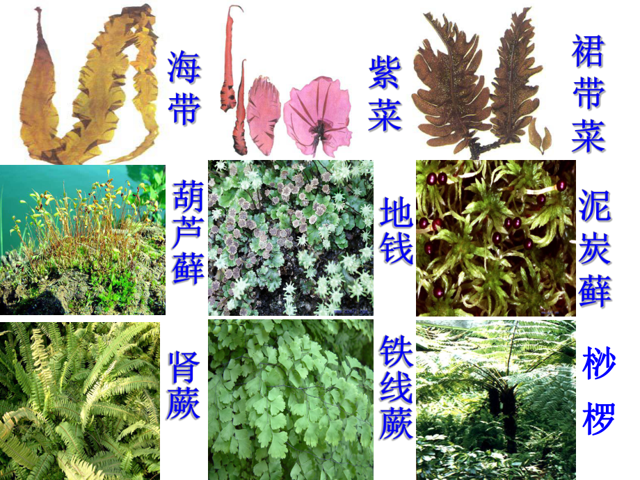 生物圈中的绿色植物课件.ppt_第3页