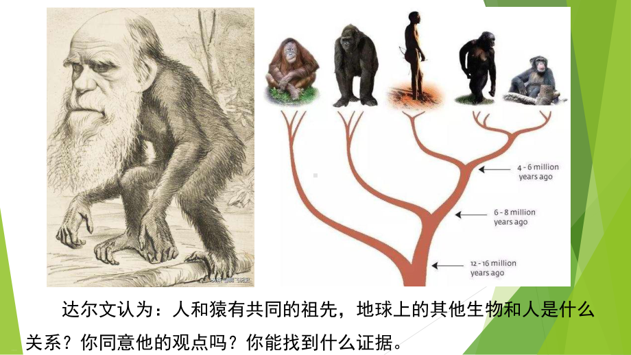 生物具有共同的祖先教学课件.pptx_第1页