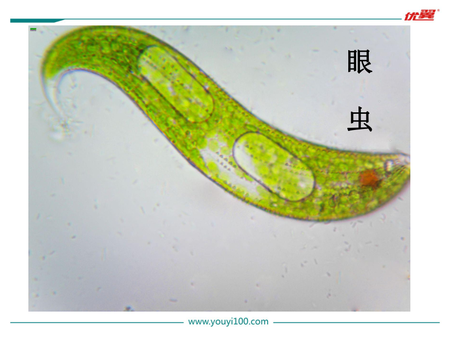 第四节单细胞生物课件.ppt_第2页