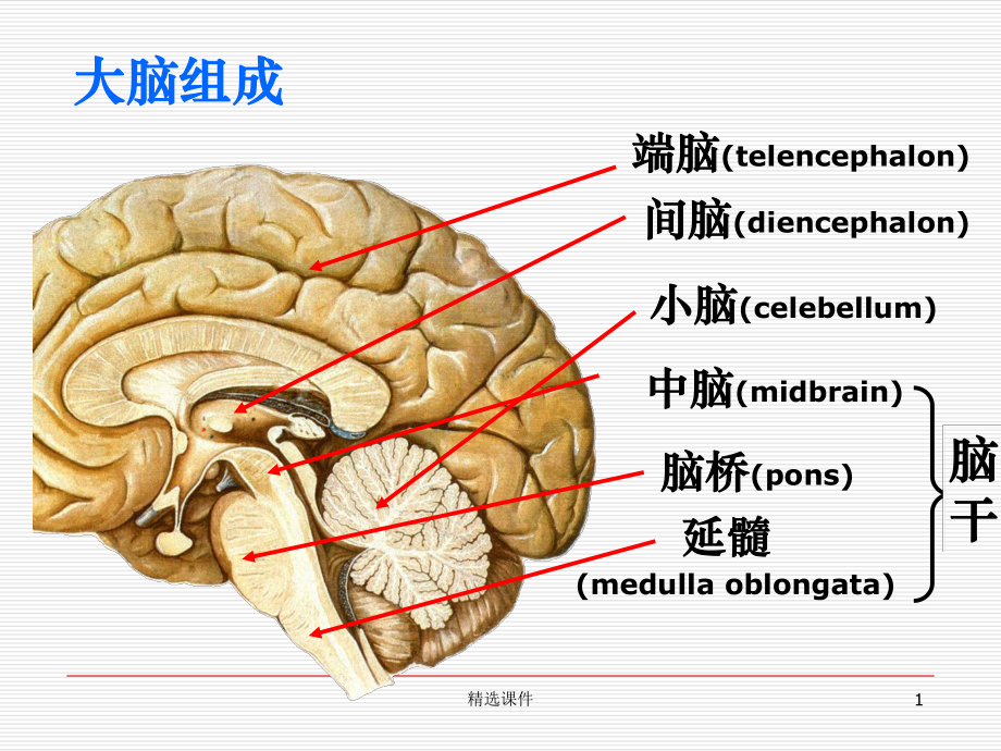 脑叶功能课件.ppt_第1页