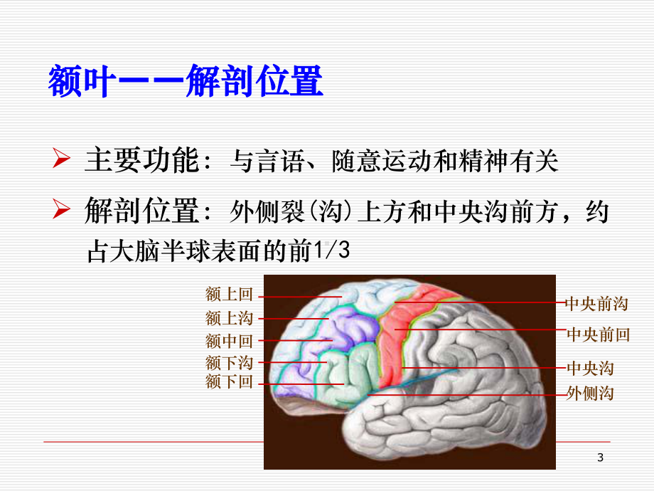 脑叶功能课件.ppt_第3页