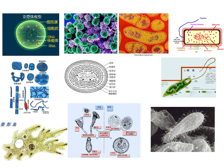 细胞生物学概论课件.ppt_第3页