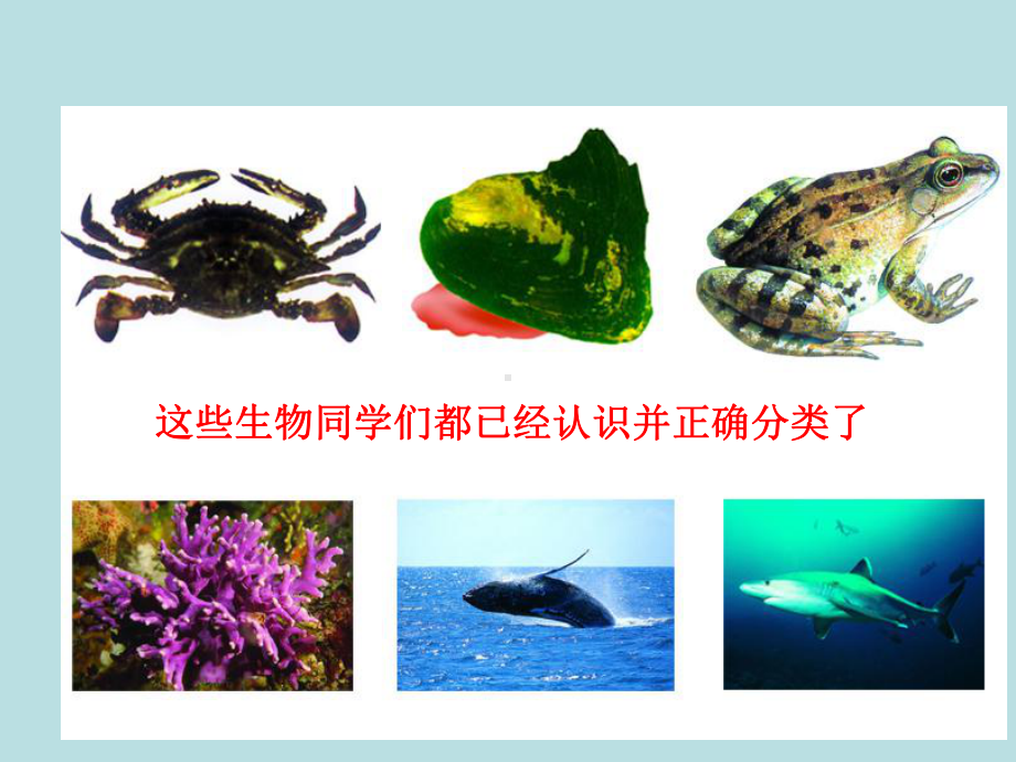 苏科版七年级下册生物 142生物检索表课件 .ppt_第2页