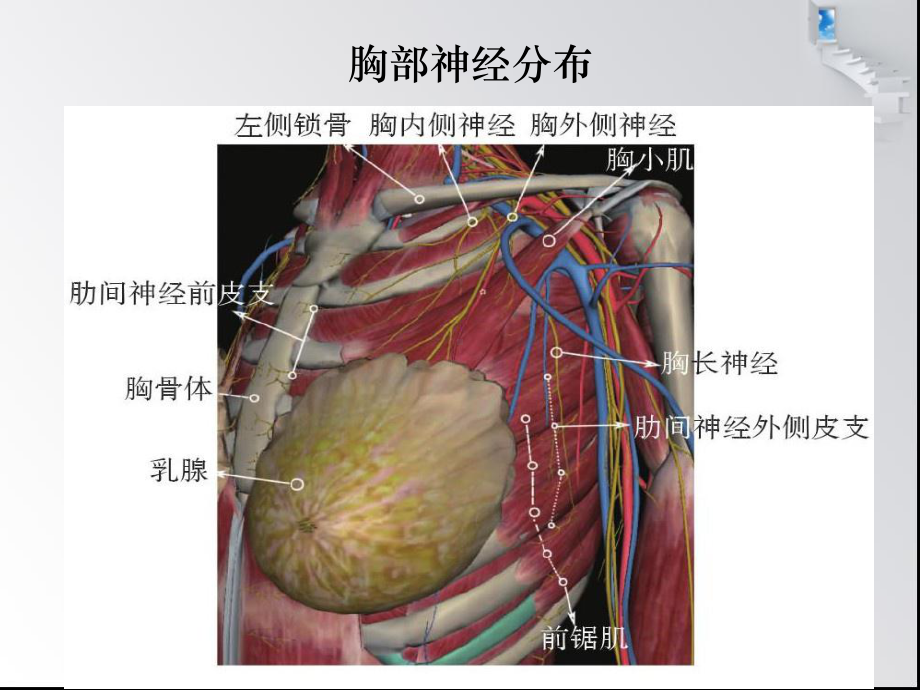 超声引导下胸腹部神经阻滞课件.ppt_第3页