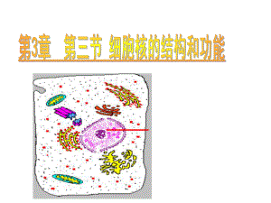 细胞核的结构和功能课件高中生物课件.ppt