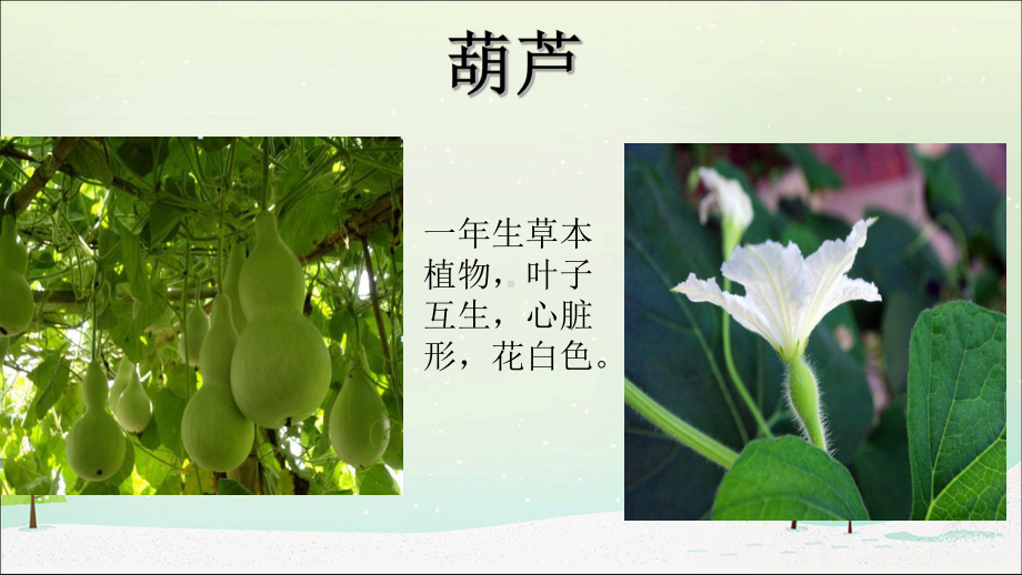 统编二上《我要的是葫芦》教学课件.ppt_第2页