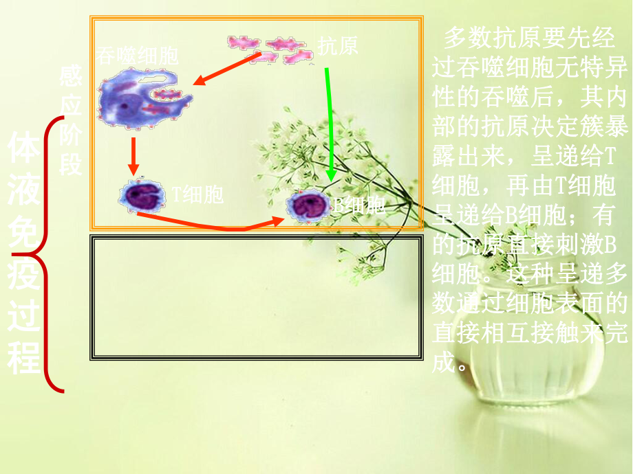 细胞免疫与体液免疫教学课件.ppt_第3页