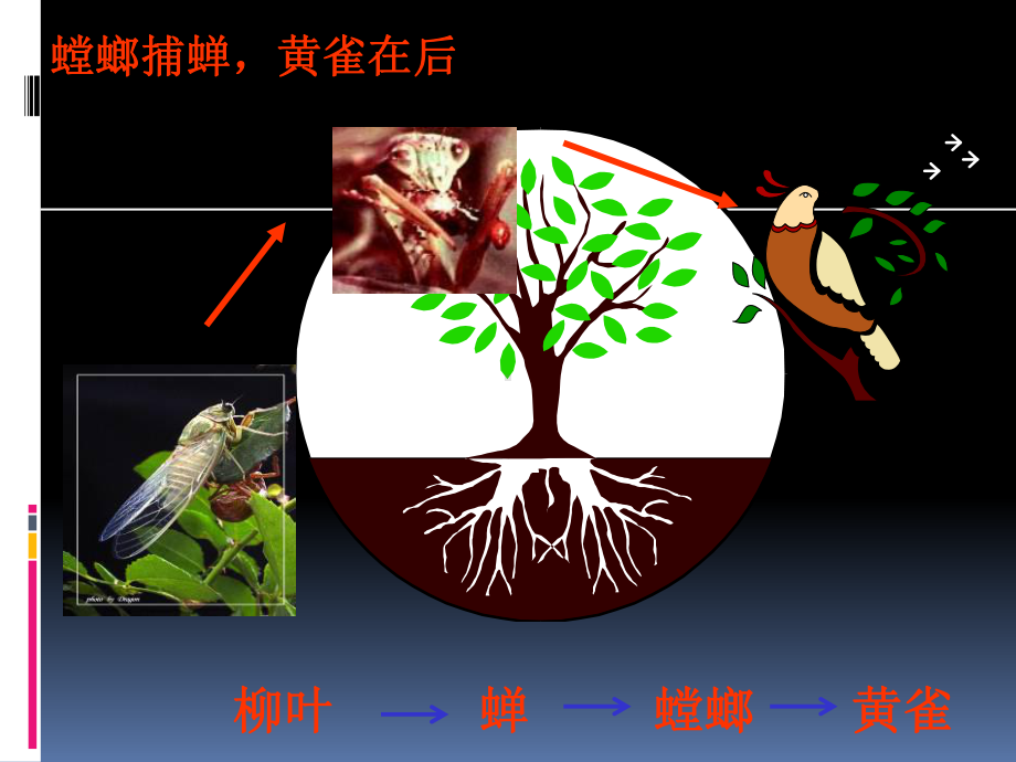 苏科版小学科学《食物链和食物网》课件1.ppt_第2页