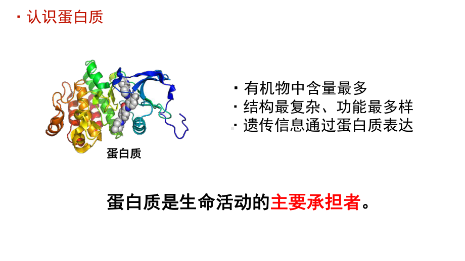 蛋白质 生命活动的主要承担者课件.pptx_第3页