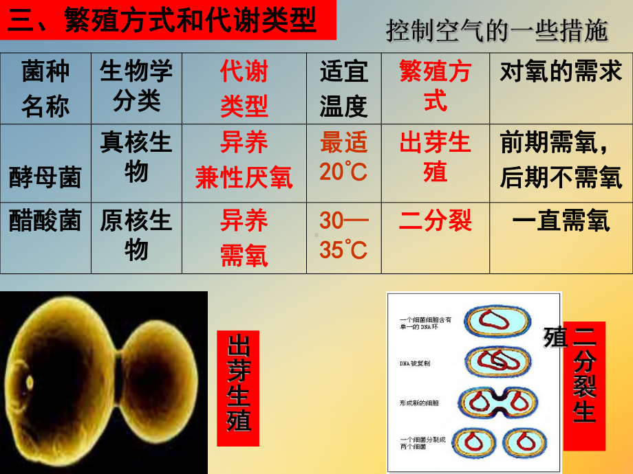 选修一果酒和果醋的制作课件.ppt_第3页