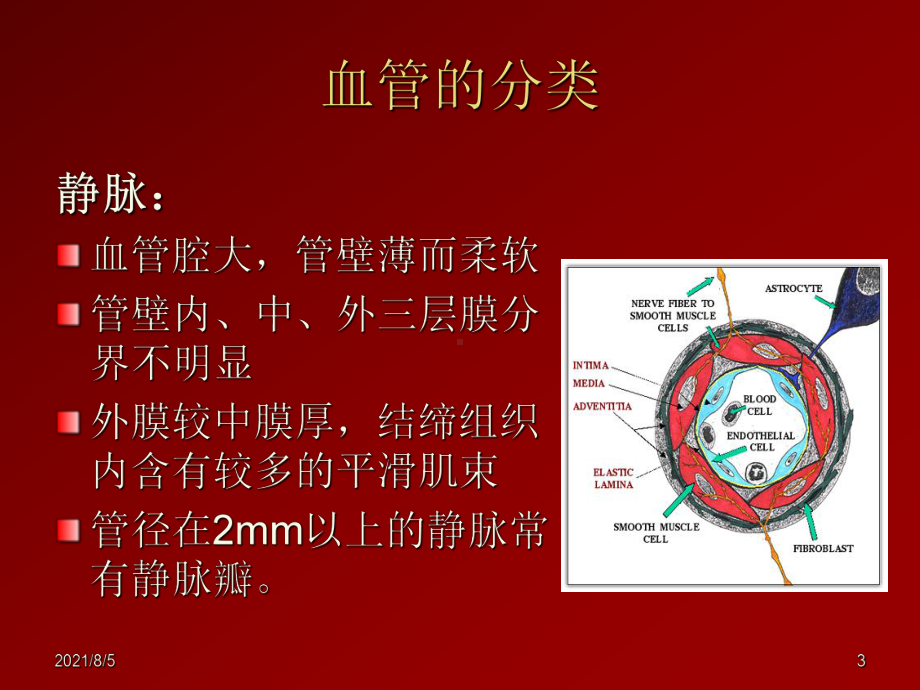 脑血管解剖(脑动脉系)课件.ppt_第3页