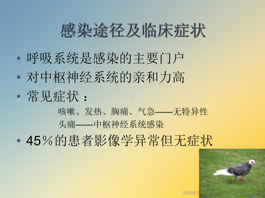 肺隐球菌病CT诊断课件.ppt_第3页