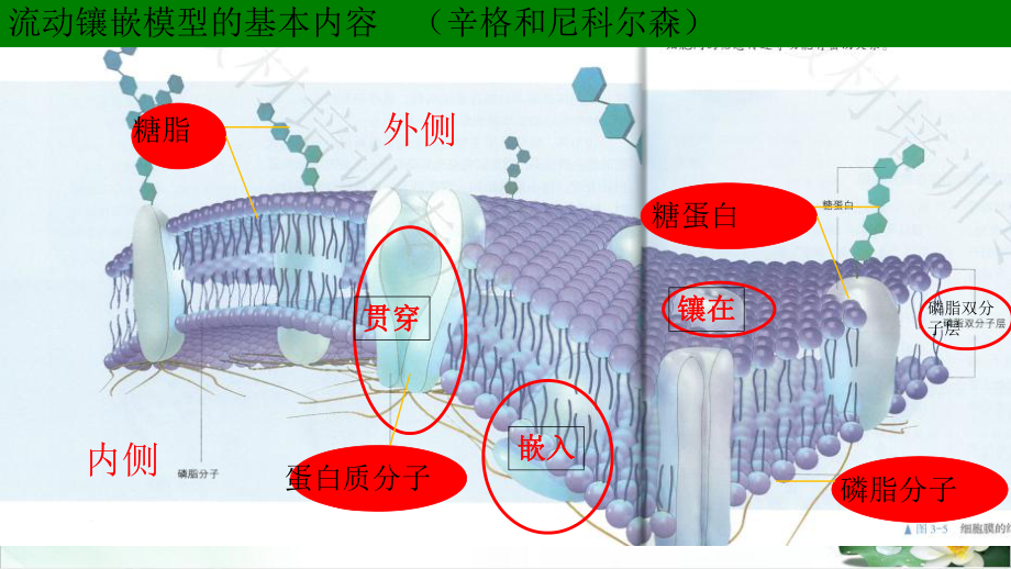 细胞器之间的分工合作课件.ppt_第1页