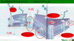 细胞器之间的分工合作课件.ppt