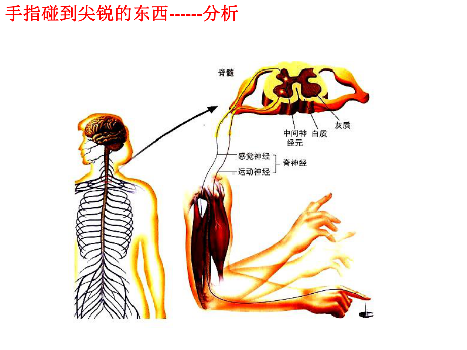 神经调节的基本方式课件（新教材）人教版高中生物选择性必修一.pptx_第3页