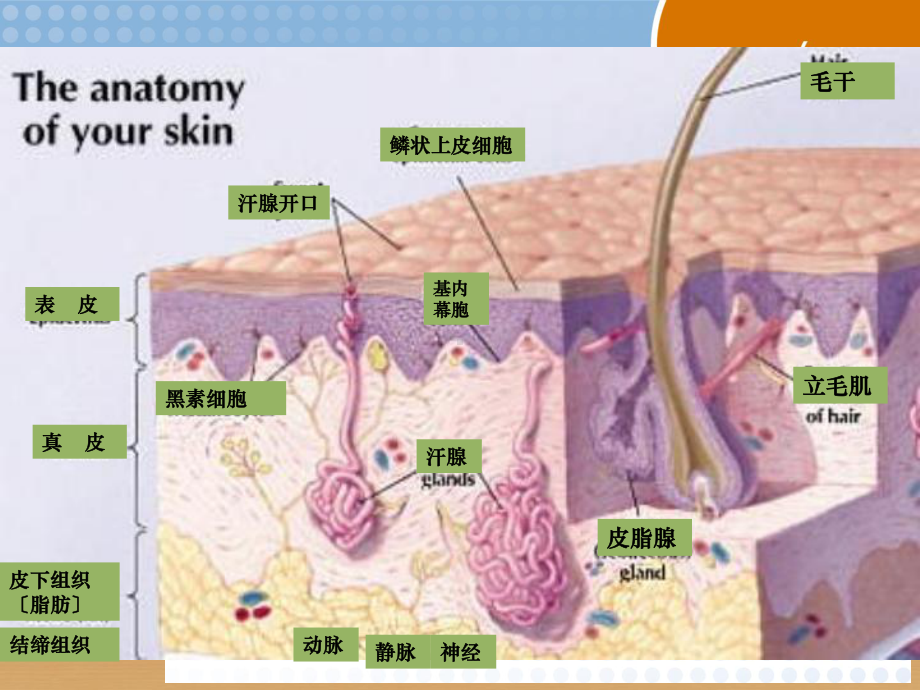 皮肤组织解剖学69284课件.ppt_第3页