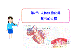 第10章 第2节人体细胞获得氧气的过程课件(北师大版七年级下).ppt