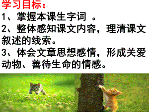 获奖课件部编版七年级上册语文《17 猫》.ppt