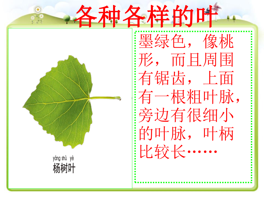 观察叶教课件.ppt_第3页