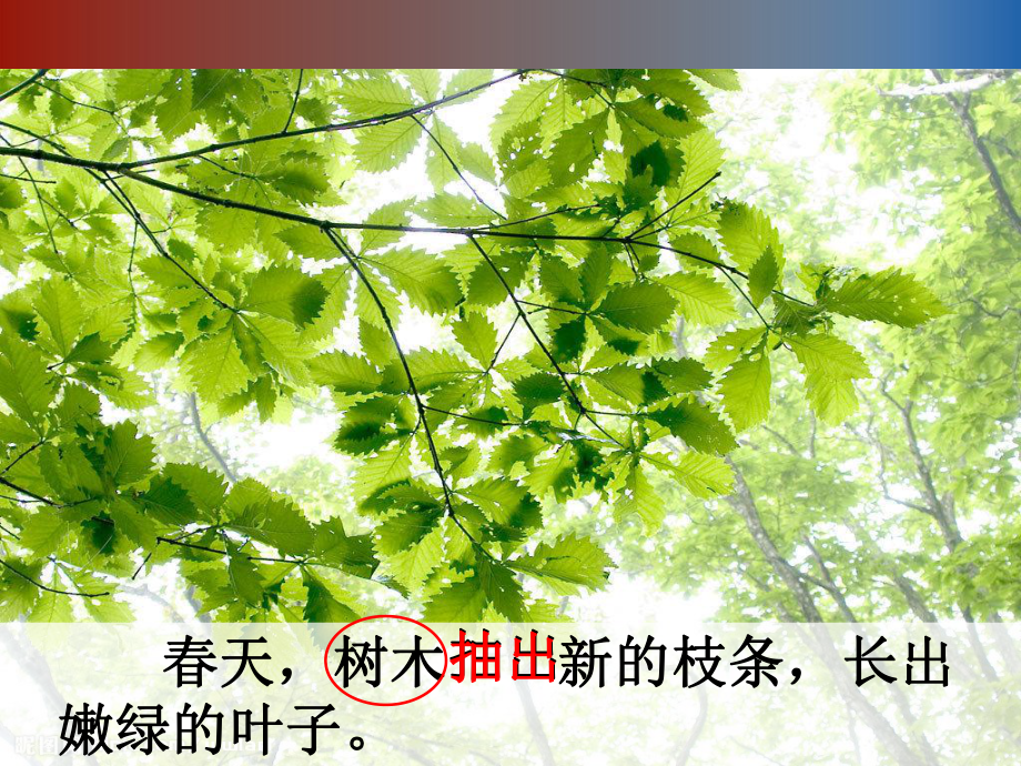 美丽的小兴安岭(二)教学课件.ppt_第2页