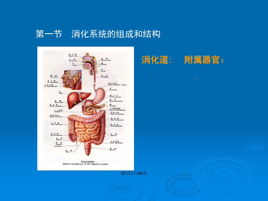 解剖生理学消化系统的结构和功能教案课件.pptx_第2页