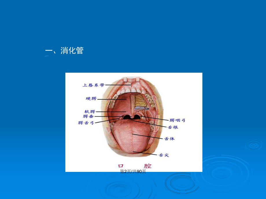 解剖生理学消化系统的结构和功能教案课件.pptx_第3页