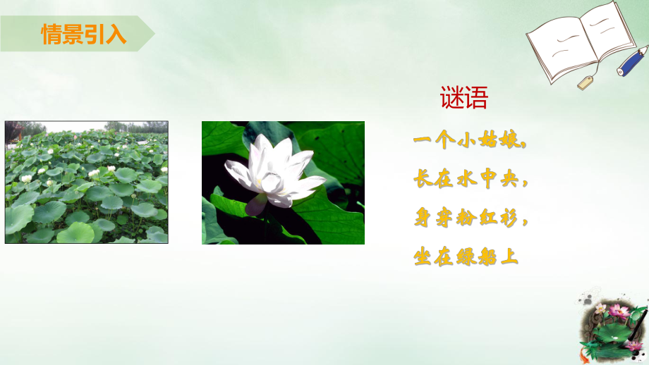 部编人教版《荷花》课件1.pptx_第3页