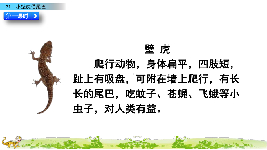 部编版一年级下册21 小壁虎借尾巴课件.pptx_第3页