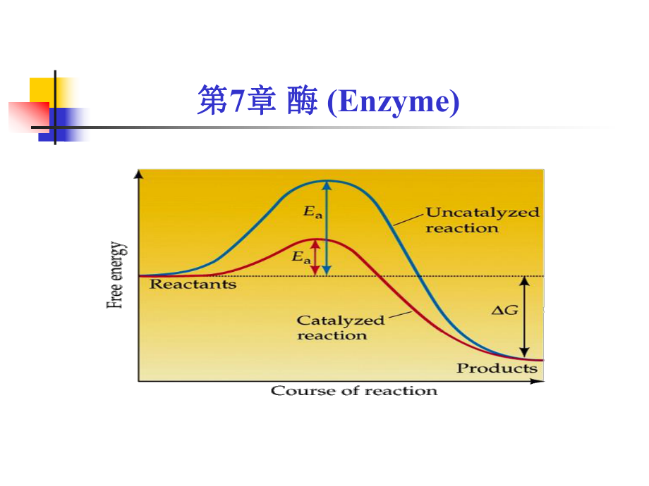 考研科目动物生物化学酶课件.pptx_第1页