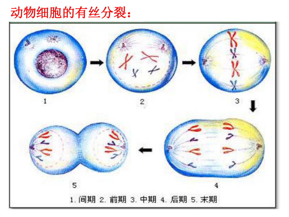 第一节 减数分裂与受精作用(非常好)课件.ppt_第3页