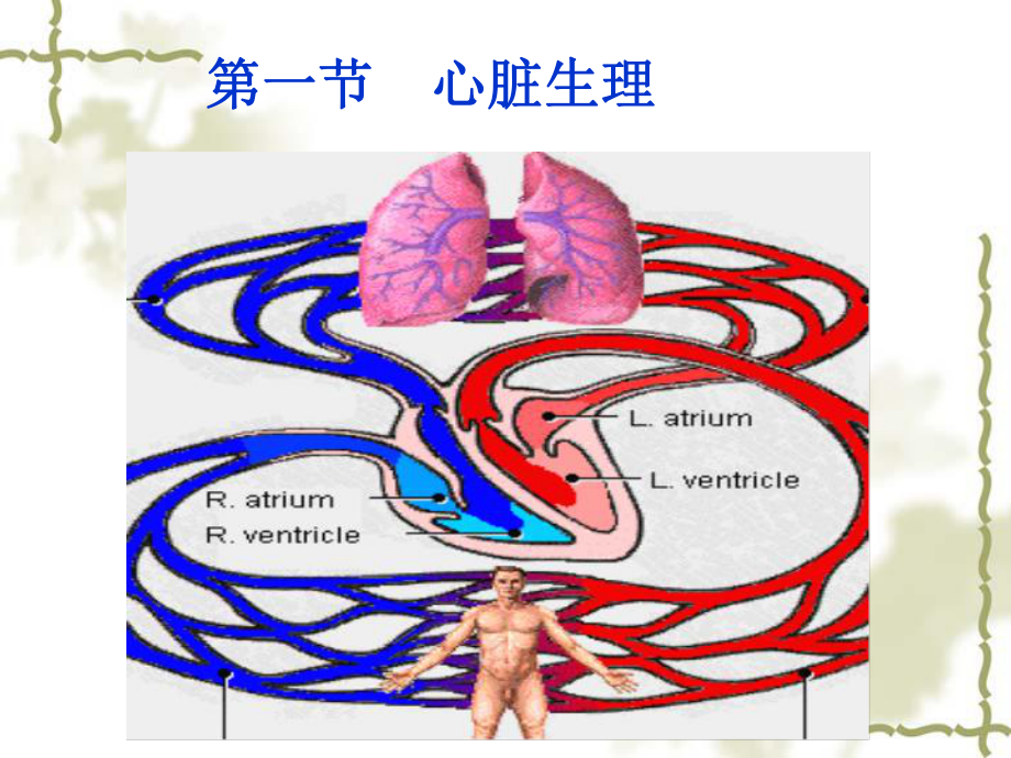 第四章血液循环课件.ppt_第3页