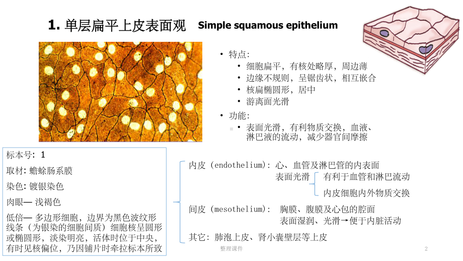 组织胚胎学切片汇总课件.pptx_第2页