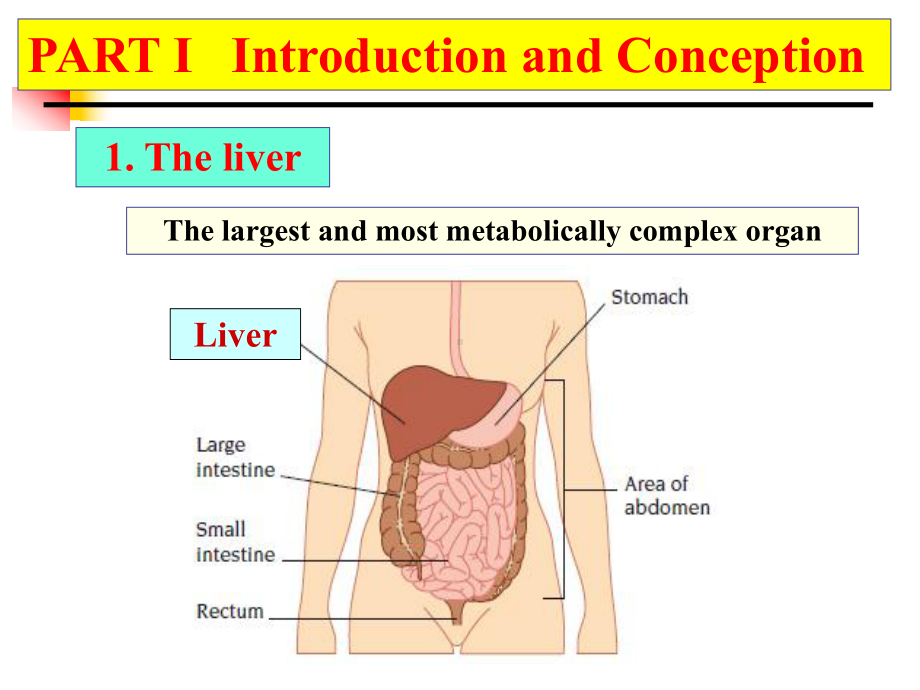 肝性脑病英文课件培训讲学.ppt_第2页