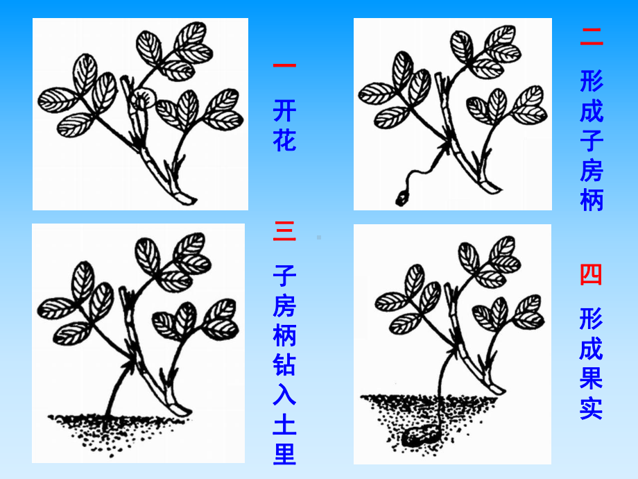 部编版小学五年级语文《落花生》课件.ppt_第3页